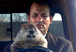 Bill Murray e Phil la marmotta in Ricomincio da capo