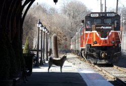 Forest in una scena di Hachiko